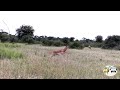 Impala Antelope Nearly Walk Into Mating Lions