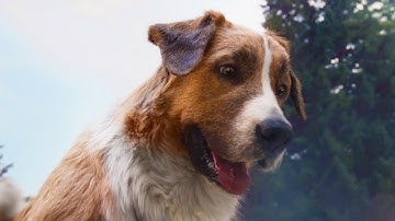 ハリソン・フォード&バディ犬が激流下り！ 映画『野性の呼び声』本編映像