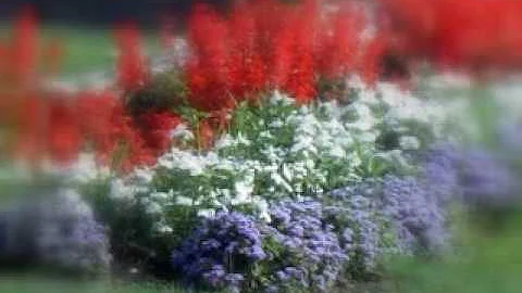 Special Place - Renee Ross