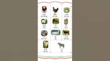Từ vựng tiếng trung chủ đề động vật #tiengtrung #learnchinese #learn #汉语 #hoctienghoa