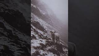 Alvedon - Weargue. Super Slowed