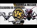 CAZADORA DE HORMIGAS VS HORMIGA MESSOR