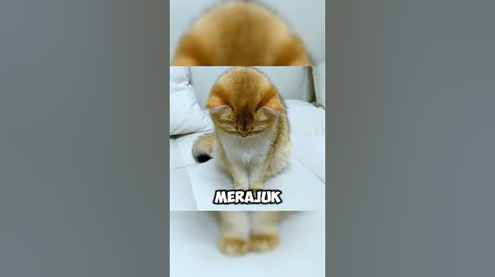 kucing lucu diprank sampai ngambek #kucing #kucinglucu