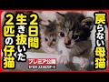 【子猫 保護】お母さん、お腹が減ったよ...必死に鳴き続けた2匹の子猫を緊急保護しました