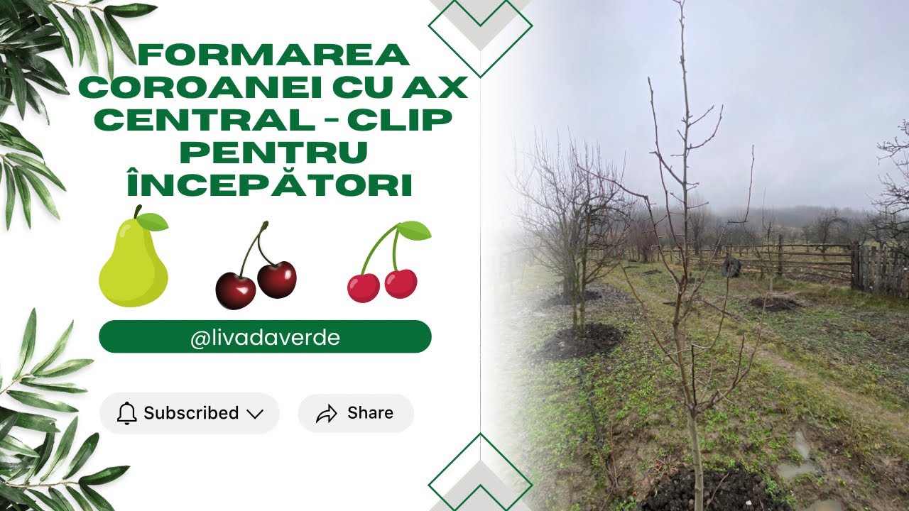 Formarea coroanei cu ax central - clip pentru începători 🍐🍒
