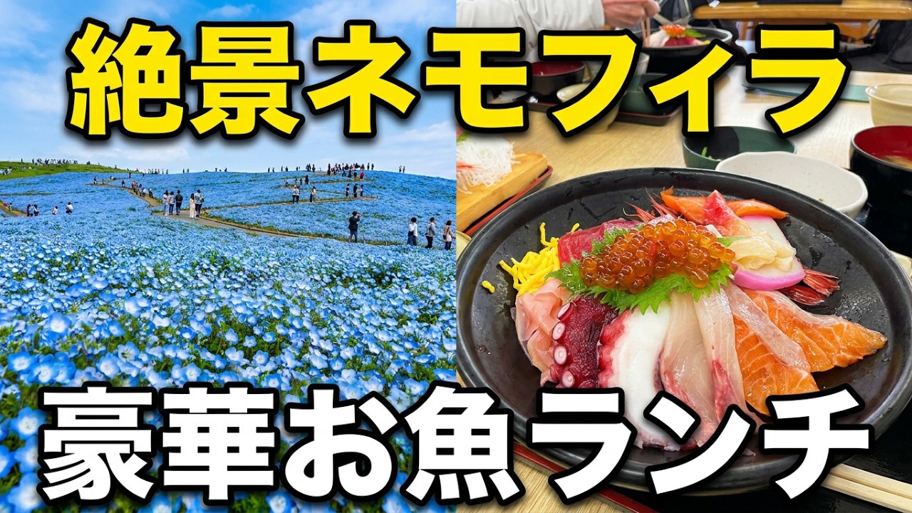 The season has arrived!] Nemophila, tulips, and rapeseed flowers