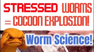 Worm Science: Stressed worms = cocoon EXPLOSION!