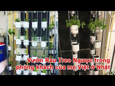 Video: Rau Cho Vườn Ngược