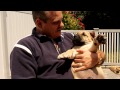 How to Pick a Presa Puppy - Sando Can & Nay-Na's 2011 puppies at 7 weeks old.