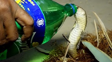 King Cobra Trapped In Fishing Net | Cobra Taking Sips Of Water During His Rescue | Viral Video |2022