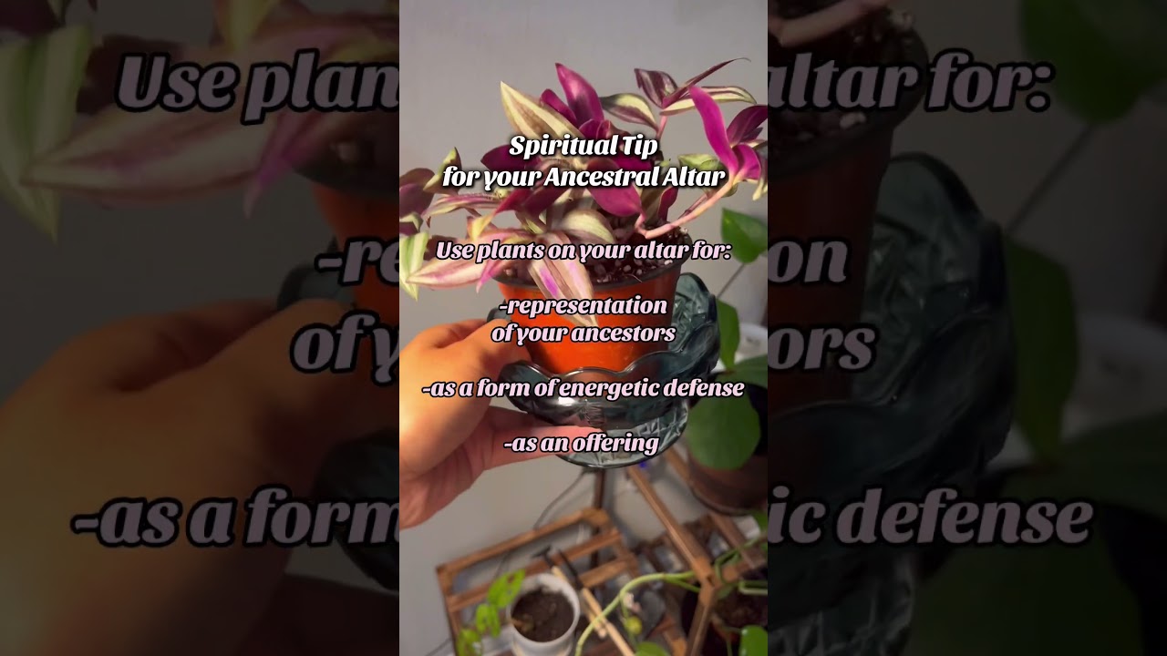 Spiritual tip for your ancestral altar using plants!