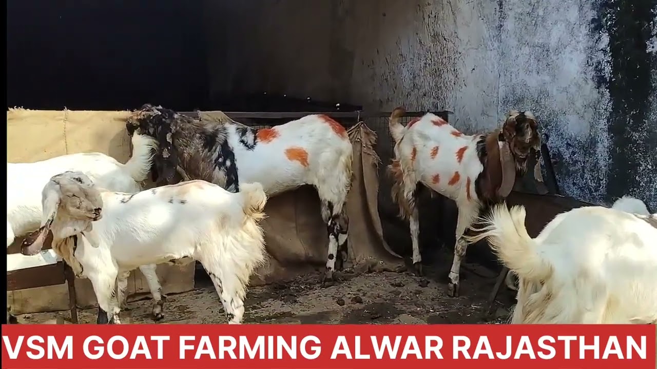 तोतापुरी बकरे @ तोतापुरी खस्सी बकरे