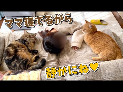 寝落ちしたママの側から離れない愛猫たちが可愛すぎる！