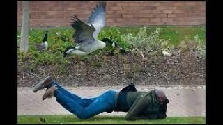FUNNIEST Geese Attack Compilation - MUST SEE Angry goose video [NEW HD] by PETacular 103,141 views 1 year ago 4 minutes, 23 seconds