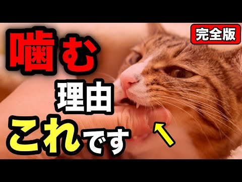 猫のズーミーはなぜ起こる？原因と見分け方を獣医が解説