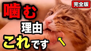 【完全版】猫が噛む本当の理由を獣医師が解説します