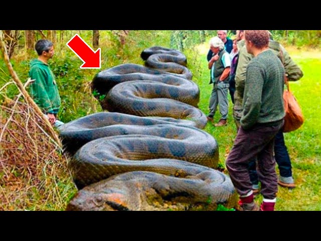 Workers Spot Giant Snake – You Won't Believe What They Found Inside! -  YouTube