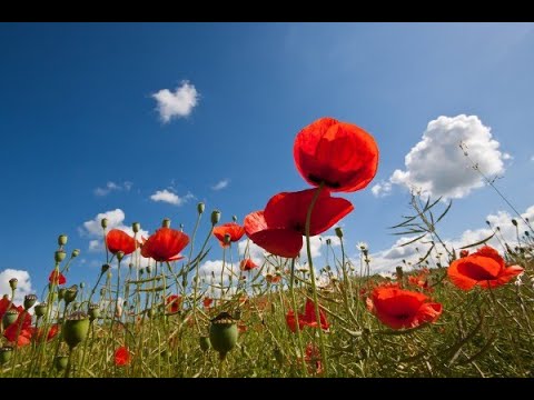 WELCOME JUNE ! GOODBYE MAY ! - Music - SERGEY CHEKALIN - *** ( Relaxing ...