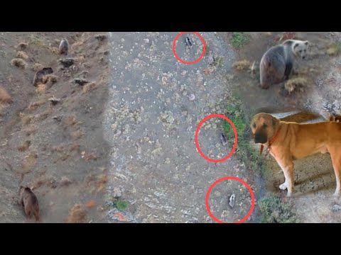 A GIANT BEAR PACK OF 5 TOGETHER SCARED!!! WE TOOK THE BAHOZ FOR TREATMENT BECAUSE HIS TAIL WAS AB...