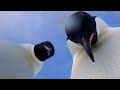 Penguins Discover A Camera 