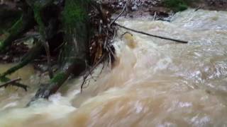 Rainy day in the woods - ASMR by Bruno Bonomo 73 views 7 years ago 7 minutes, 51 seconds