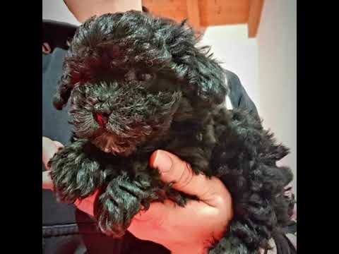 Barboncino Toy Barboncino Toy Nero Femminuccia