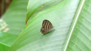 Cissia myncea French Guiana