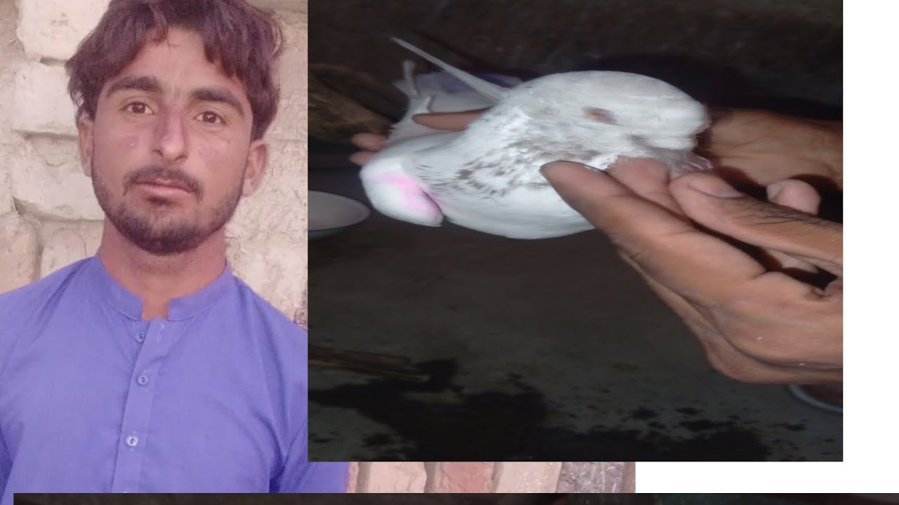 Lala Rashid ne Bhooral Laghari gaon mein kabootaron ki shandar game ...