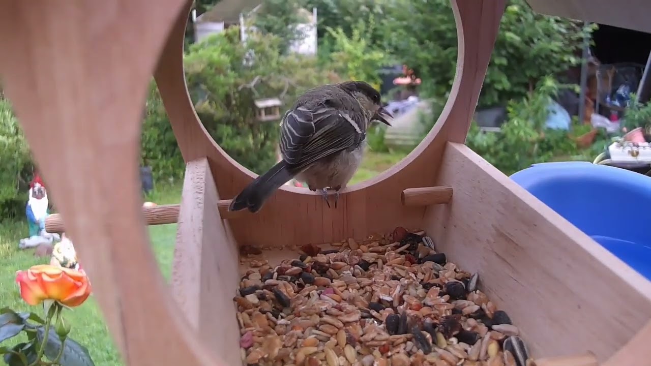 2 Pezzi Mangiatoia Uccellini da Esterno, Mangiatoia per Uccelli da Balcone, Mangime Uccelli Selvatici, Vasca Bagno Uccelli, Abbeveratoio Uccelli Giardino, Ciotola Supporto Appendere Casetta Uccellini