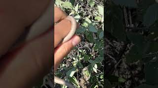 Should I Pick up this Vine Snake? #snakes #nature #shorts