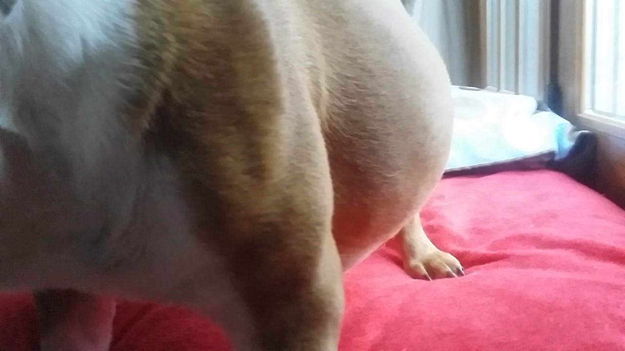 Pregnant English Bulldog at Day 62 and Ready to Burst.