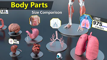 Human Body Organs Size Comparison | Human anatomy