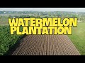 Pakwan  milon kamoteng kahoy plantation  uncle tolits farm