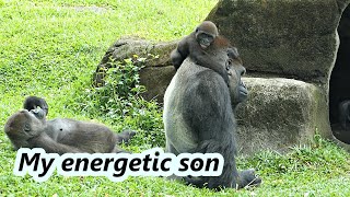 Little gorilla naughty Jabali kept jumping to daddy / 調皮的小金剛猩猩Jabali一直往爸爸身上跳