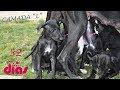 52 Dias. Nuestros cachorros de la camada "L" / galgo español.