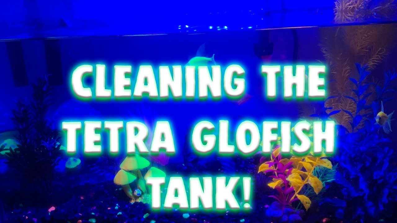 Cleaning the Tetra Glofish tank! YouTube