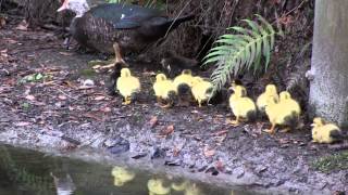 Ducklings around the lake