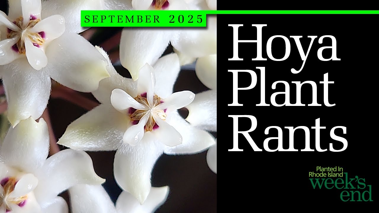 РАСТЕНИЯ С КОЖИСТЫМИ РАСТЕНИЯМИ | Эллиптическая полая, лакунная полая, Dischidia ruscifolia и раз...