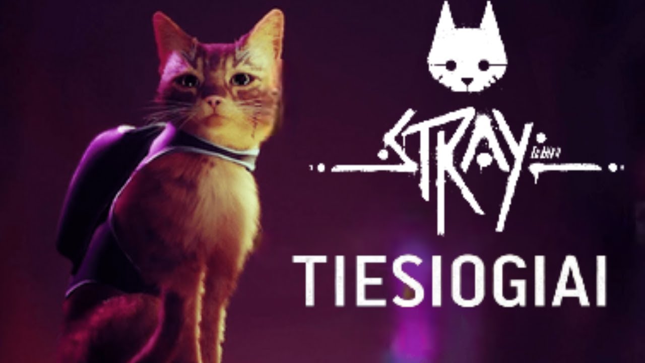 Benamio Katino Svetainė | Stray Tiesiogiai