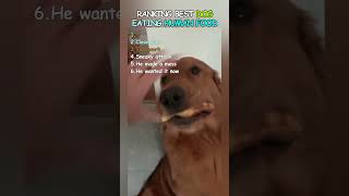 Which dog would you trust at a BBQ?
