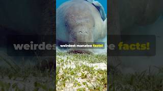 Manatee Facts! #manatee #manatees #facts #wildlife #animallife #animals #marinelife #nature