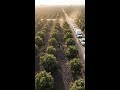 Why Avocados Are Turning Into Explosives #Shorts