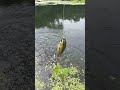 Best hook fishing idea #shorts #fish #fishing