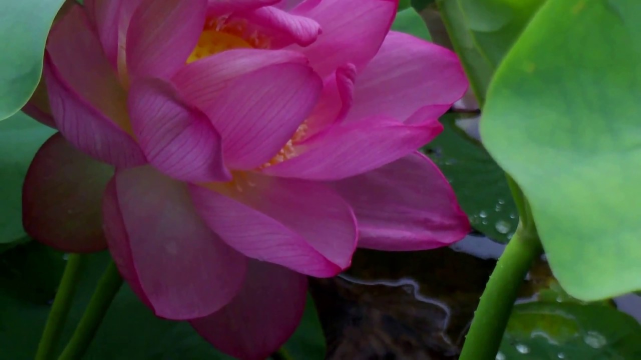 Bumblebee (Bombus diversus) on Lotus Flower トラマルハナバチ♀が蓮の花で採餌