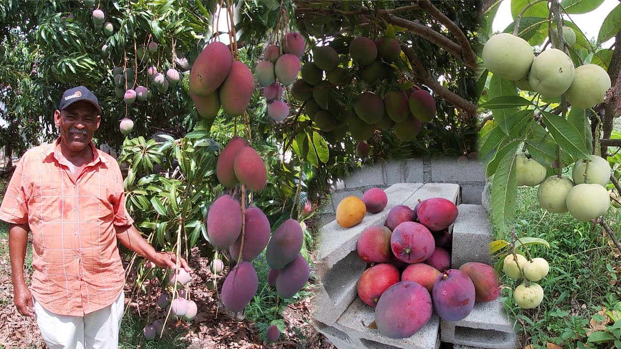 Ubaldo cosecha todo tipo de mangos en su tierra, La vida del campo