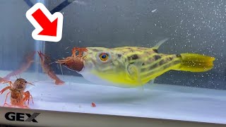 Puffer fish eats crayfish