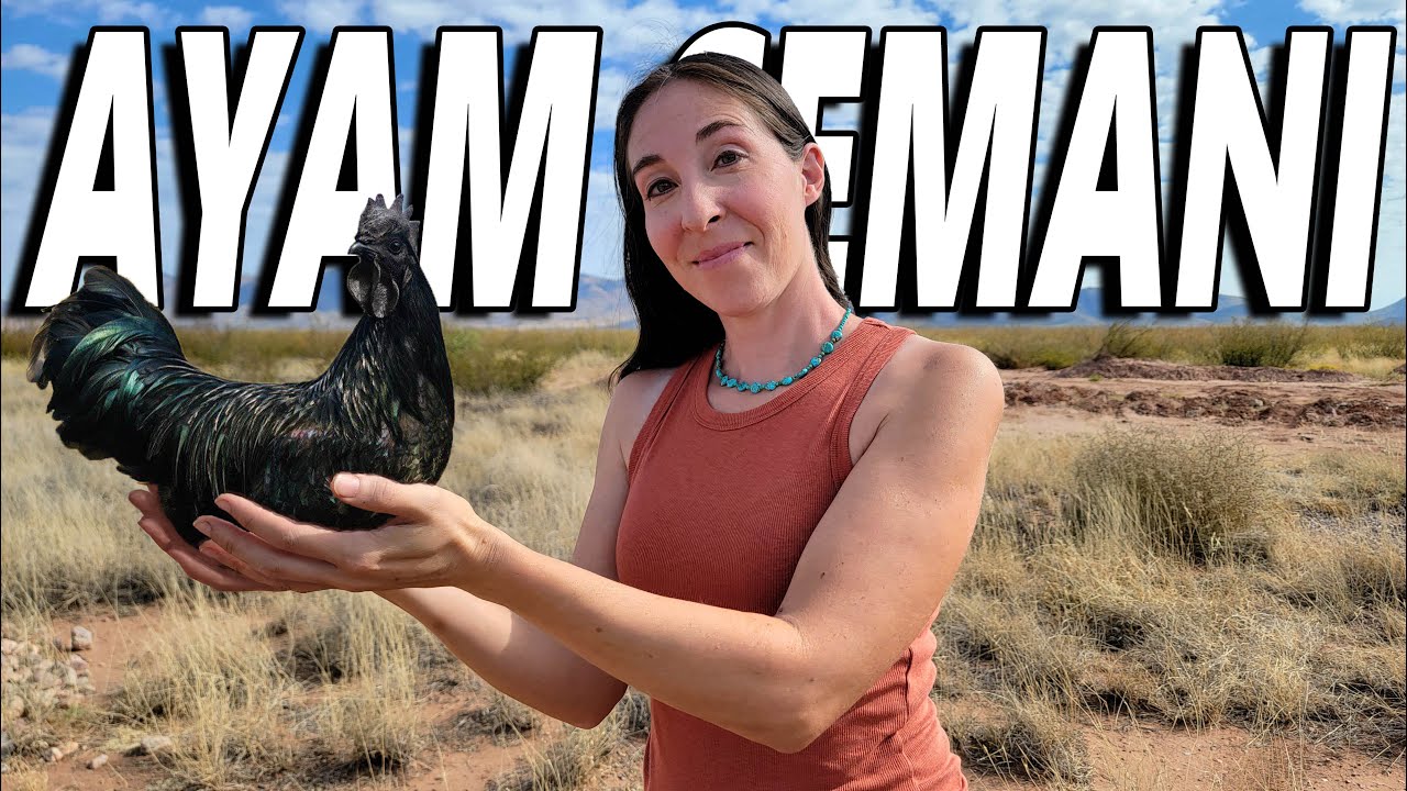 We Add A RARE Ayam Cemani Rooster to Our Flock