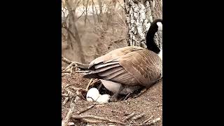 Rare Footage ? Canadian Goose Laying Eggs in the Wild