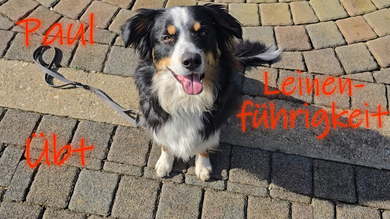 Leinenführigkeit lernen mit Paul