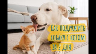 видео: Как подружить собаку с котом за 2 дня 🐕 😺 картинка: Как подружить собаку с котом за 2 дня 🐕 😺